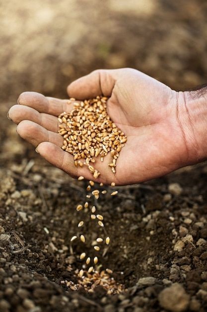Agricultural Inputs